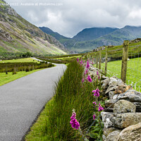 Buy canvas prints of Nant Ffrancon Country Lane in Snowdonia by Pearl Bucknall