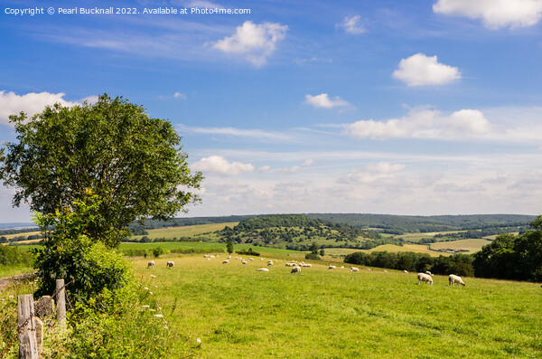 Country Scene South Downs Sussex Picture Board by Pearl Bucknall