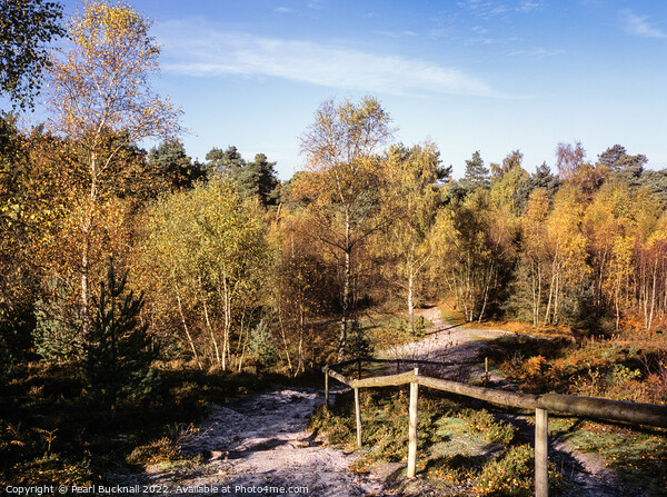 Frensham Common in Autumn Surrey Picture Board by Pearl Bucknall