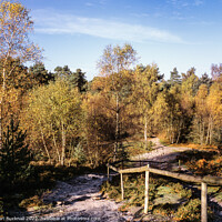 Buy canvas prints of Frensham Common in Autumn Surrey by Pearl Bucknall