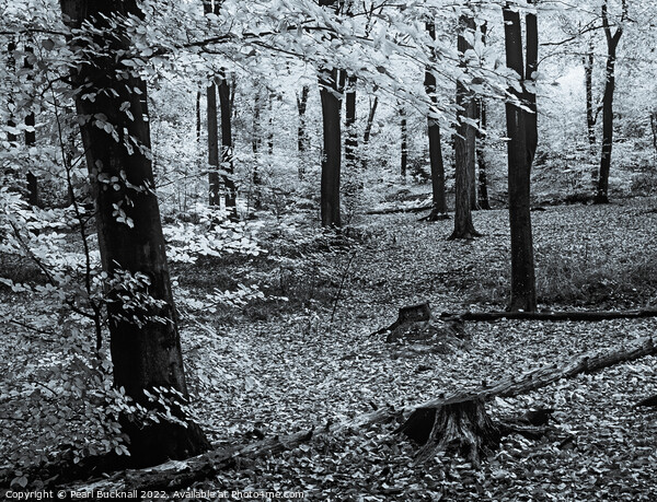 Beech Trees in Woodland Monochrome Picture Board by Pearl Bucknall