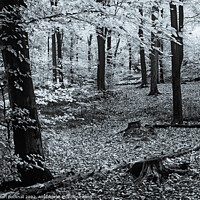 Buy canvas prints of Beech Trees in Woodland Monochrome by Pearl Bucknall