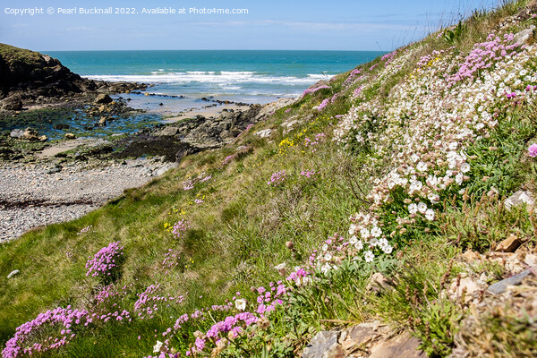 Summer Flowers at Cable Bay Anglesey Coast Picture Board by Pearl Bucknall