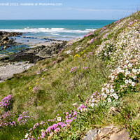 Buy canvas prints of Summer Flowers at Cable Bay Anglesey Coast by Pearl Bucknall