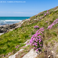 Buy canvas prints of Summer Flowers at Cable Bay Anglesey Coast by Pearl Bucknall