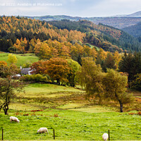 Buy canvas prints of Welsh Countryside in Autumn Snowdonia by Pearl Bucknall