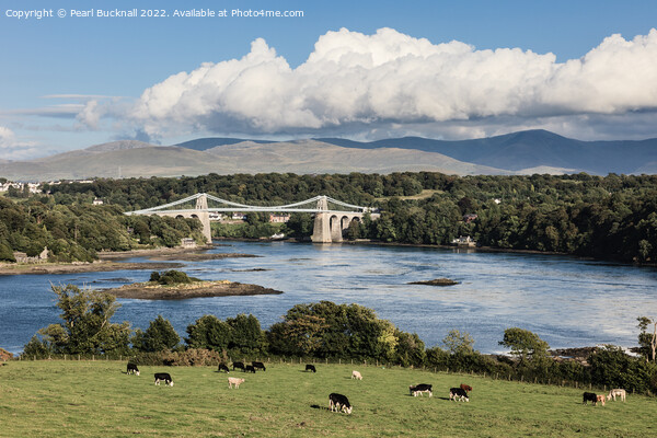 Menai Strait and Suspension Bridge Anglesey Picture Board by Pearl Bucknall