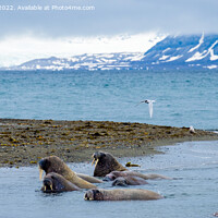 Buy canvas prints of Walruses on Spitsbergen Island, Svalbard, Norway by Pearl Bucknall