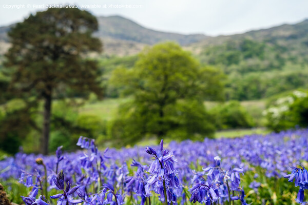 Snowdonia Bluebells in Nant Gwynant Wales Picture Board by Pearl Bucknall