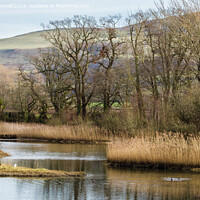 Buy canvas prints of The Spinnies Nature Reserve Bangor by Pearl Bucknall