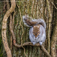 Buy canvas prints of Grey Squirrel Portrait of a Wild Animal by Pearl Bucknall