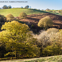 Buy canvas prints of Welsh Countryside with Trees  by Pearl Bucknall