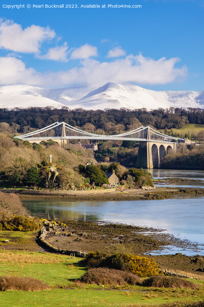 Menai Suspension Bridge Anglesey Coast Picture Board by Pearl Bucknall