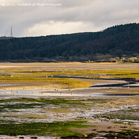 Buy canvas prints of Feeding in Tide Pools Red Wharf Bay Anglesey by Pearl Bucknall