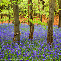 Buy canvas prints of A Carpet of Bluebells in a Beech Wood by Pearl Bucknall