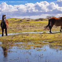 Buy canvas prints of Newborough Warren ponies Anglesey by Pearl Bucknall