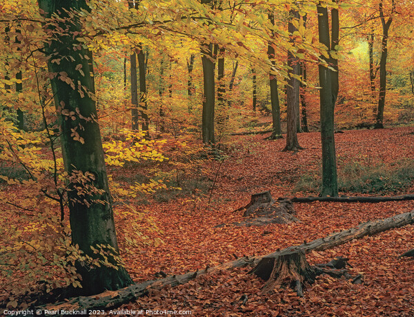Autumn Woodland Beech Wood Picture Board by Pearl Bucknall