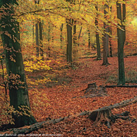 Buy canvas prints of Autumn Woodland Beech Wood by Pearl Bucknall