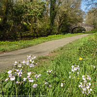 Buy canvas prints of Wildflowers by Monmouthshire and Brecon Canal by Pearl Bucknall