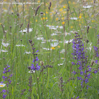 Buy canvas prints of Flowers in a Wildflower Meadow by Pearl Bucknall