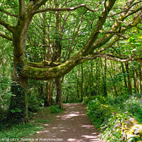 Buy canvas prints of A Walk in Enchanting Woods by Pearl Bucknall