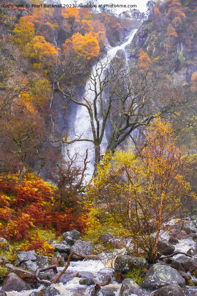 Aber Falls or Rhaeadr Fawr Waterfall in Autumn Picture Board by Pearl Bucknall