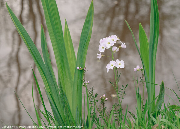 Ladys Smock or Cuckoo Flower Plant Picture Board by Pearl Bucknall