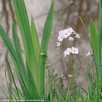 Buy canvas prints of Ladys Smock or Cuckoo Flower Plant by Pearl Bucknall
