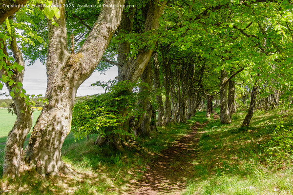A Woodland Walk Dornoch Scotland Picture Board by Pearl Bucknall