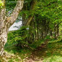 Buy canvas prints of A Woodland Walk Dornoch Scotland by Pearl Bucknall
