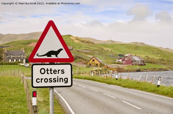 Otters Crossing Sign on Shetland Islands Picture Board by Pearl Bucknall
