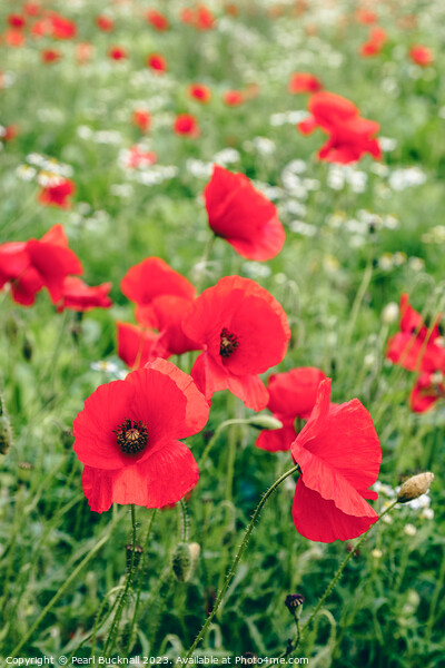Poppy Field of Red Poppies in Summer Picture Board by Pearl Bucknall