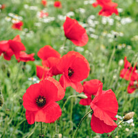 Buy canvas prints of Poppy Field of Red Poppies in Summer by Pearl Bucknall