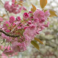 Buy canvas prints of Pink Cherry Blossom Flowers by Pearl Bucknall