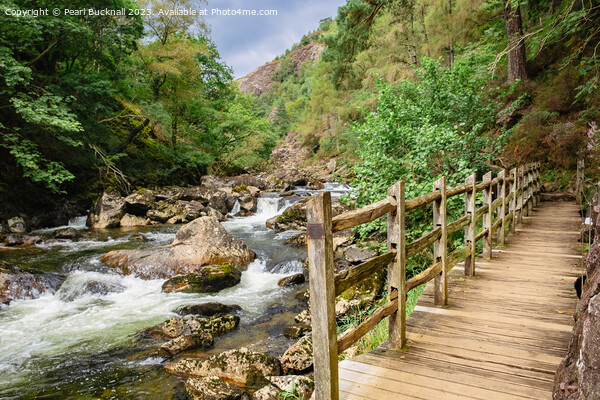 Riverside Walk near Beddgelert in Snowdonia Picture Board by Pearl Bucknall