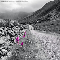 Buy canvas prints of Foxgloves by Wall in Country Lane Snowdonia by Pearl Bucknall