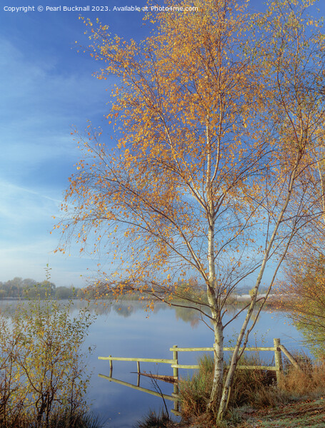 Tranquil Berkshire Countryside Lake Picture Board by Pearl Bucknall