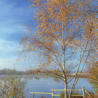 Buy canvas prints of Tranquil Berkshire Countryside Lake by Pearl Bucknall