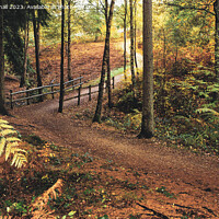Buy canvas prints of Alice Holt Woodland Path in Autumn by Pearl Bucknall