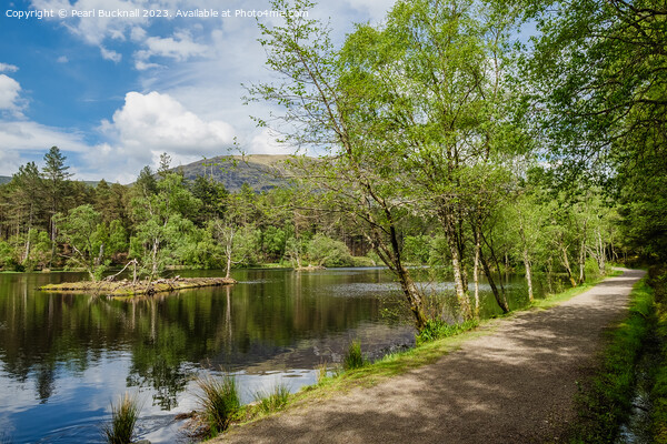 Glencoe Lochan Lakeside Path Scotland Picture Board by Pearl Bucknall