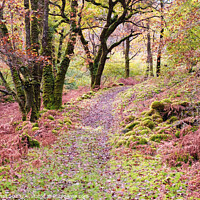 Buy canvas prints of Woodland Walk in Celtic Rainforest in Snowdonia by Pearl Bucknall
