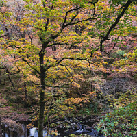 Buy canvas prints of Celtic Rainforest Woodland in Snowdonia by Pearl Bucknall