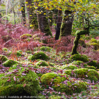 Buy canvas prints of Celtic Rainforest in Snowdonia Wales panoramic by Pearl Bucknall
