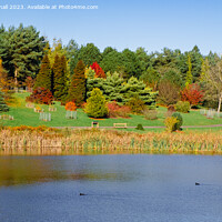 Buy canvas prints of Marshall's Lake in Autumn at Bedgebury Kent by Pearl Bucknall