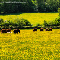 Buy canvas prints of Hereford Cattle in Golden Valley Countryside by Pearl Bucknall