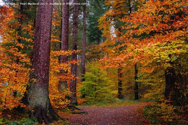 Autumn Glory on Woodland Walk in Wales Picture Board by Pearl Bucknall