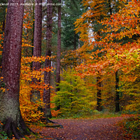 Buy canvas prints of Autumn Glory on Woodland Walk in Wales by Pearl Bucknall