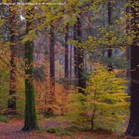Buy canvas prints of Autumn Glory on Coed Tan Dinas Walk by Pearl Bucknall