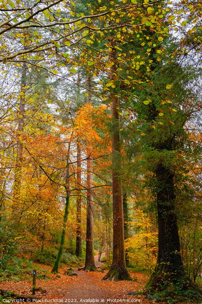 Autumn Woodland on Betws-y-Coed Walk in Snowdonia Picture Board by Pearl Bucknall
