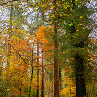 Buy canvas prints of Autumn Woodland on Betws-y-Coed Walk in Snowdonia by Pearl Bucknall